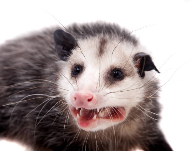 The Virginia opossum, Didelphis virginiana, on white The Virginia or North American opossum, Didelphis virginiana, isolated on white background virginia opossum stock pictures, royalty-free photos & images