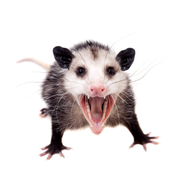The Virginia opossum, Didelphis virginiana, on white The Virginia or North American opossum, Didelphis virginiana, isolated on white background possum stock pictures, royalty-free photos & images