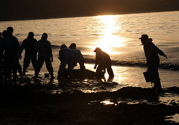 The volunteers to clean up oil It is a picture of west sea polluted by oil spill in Taean, South Korea. The volunteers to clean up oil emergency response stock pictures, royalty-free photos & images
