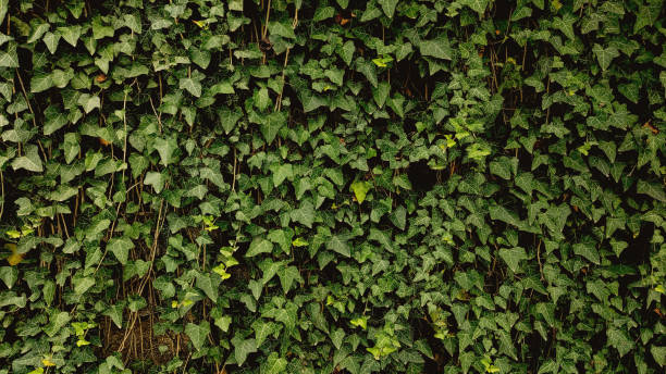 The wall was overgrown with green ivy stock photo