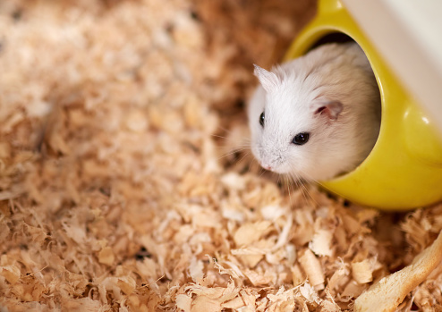 The white hamster looked out from its yellow nest，The ground was covered with sawdust。