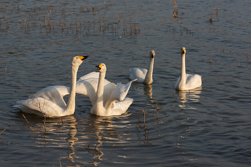 The white swan swimming