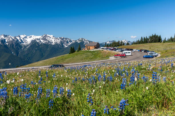 The wild flowers of Hurricane Ridge viewpoint in Olympic National park, Washington, USA The wild flowers of Hurricane Ridge viewpoint in Olympic National park, Washington, USA olympic national park stock pictures, royalty-free photos & images