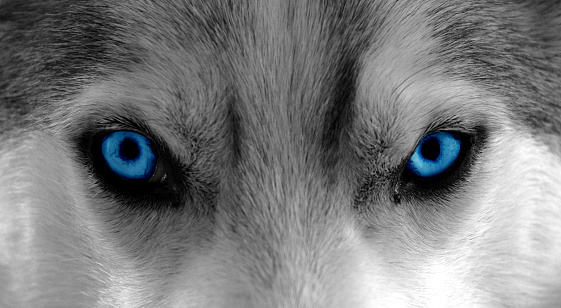 Close-Up shot of a husky / sleddog. Colors changed to b/w and enhanced blue for the eyes