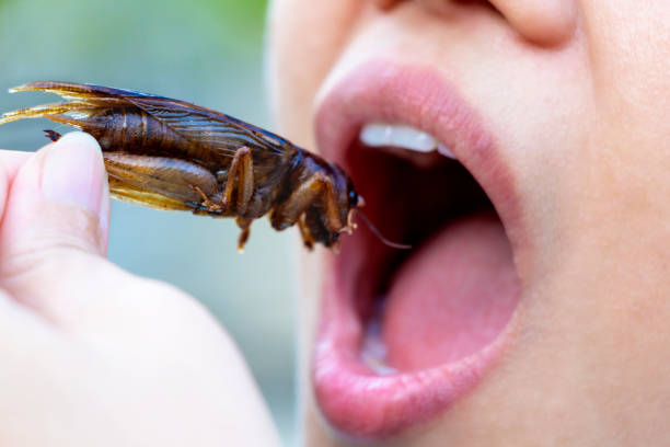 3,123 People Eating Bugs Stock Photos, Pictures & Royalty-Free Images -  iStock