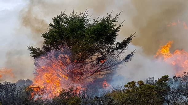 지구 온난화와 기후 변화로 인한 산불이 땅에 방해받지 않고 그 길에 있는 모든 것에 죽음과 파괴를 초래함에 따라 화재 -숲과 황무지의 세계는 불타오르고 있습니다. - eileen ash 뉴스 사진 이미지