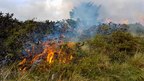 지구 온난화와 기후 변화로 인한 화재 화재에 대한 세계는 기후가 상승함에 따라 웨일즈 영국의 언덕과 황무지를 통해 폭동을 일으킵니다. - eileen ash 뉴스 사진 이미지