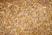 istock The yellow straw or hay texture backdrop. background for design. 1198310687
