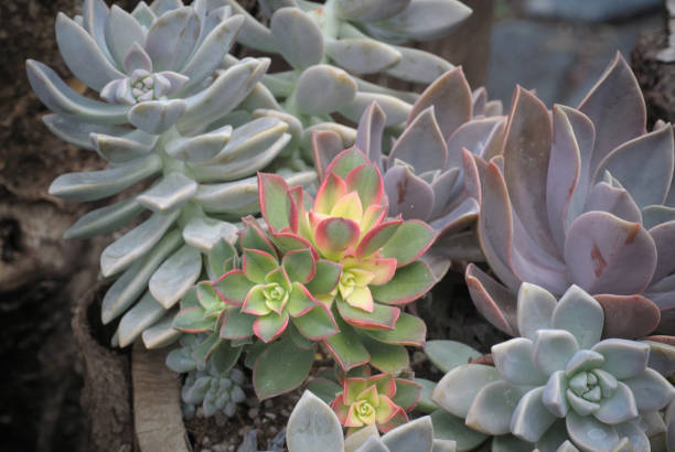 The yellow-green rosette shape is Aeonium 'Kiwi' or Kiwi Aeonium. Gorgeous yellow-green rosette shape, Aeonium 'Kiwi' or Kiwi Aeonium. This succulent has beautiful florets feature and shade of color from bright yellow to darker green with pink edge. Aeonium kiwi stock pictures, royalty-free photos & images