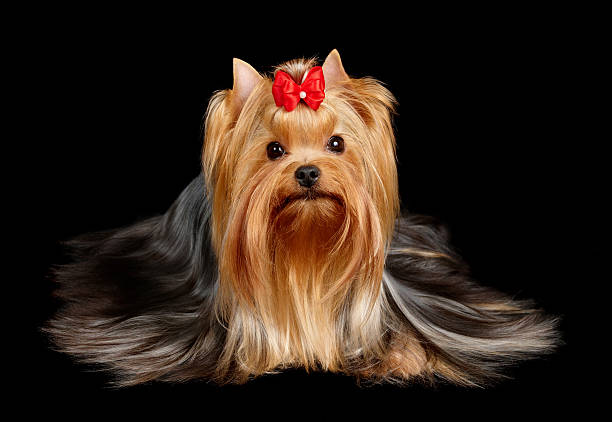 Best Yorkie Dog Haircuts Backgrounds Stock Photos Pictures