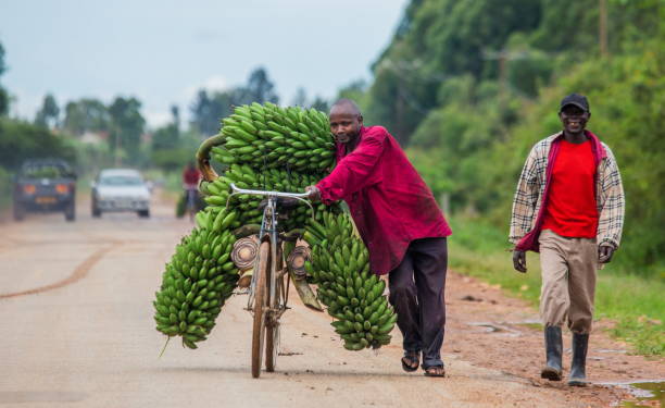 The young man is lucky by bicycle on the road a big linking of bananas to sell on the market. May 10, 2013. Kisoro. Uganda. Africa. stock photo