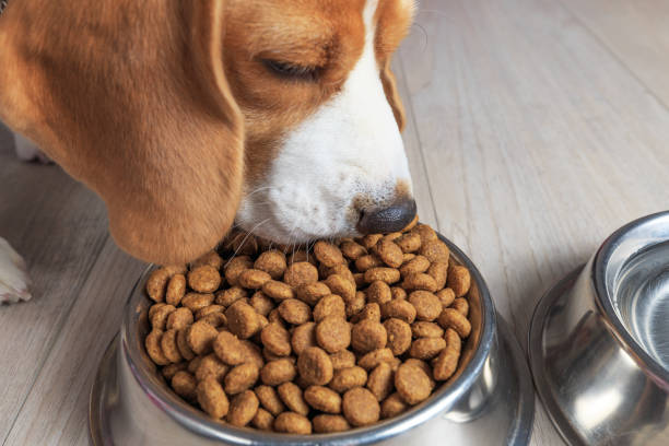 Theme of dog's feed Beagle dog eating tasty food from bowl. Theme of dog's feed. beagle puppies stock pictures, royalty-free photos & images