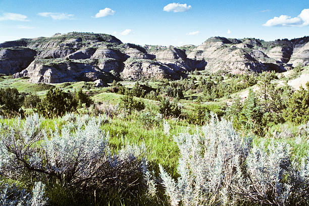 Sagebrush and Badlands Theodore Roosevelt National Park lies where the Great Plains meet the rugged Badlands near Medora, North Dakota, USA. The park's 3 units, linked by the Little Missouri River is a habitat for bison, elk and prairie dogs. The park's namesake, President Teddy Roosevelt once lived in the Maltese Cross Cabin which is now part of the park. This picture of a classic badland formation was taken from the Scenic Loop Drive. jeff goulden theodore roosevelt national park stock pictures, royalty-free photos & images