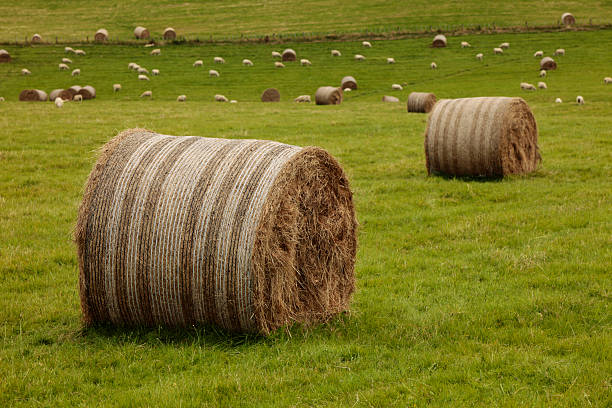 There Are Bales stock photo