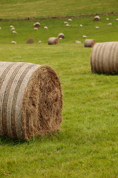 There Are Bales stock photo