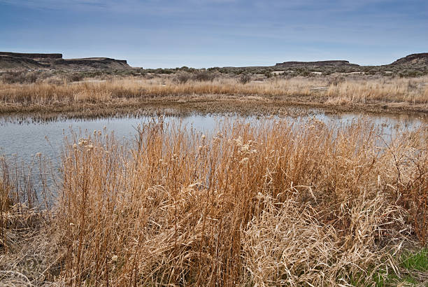 Pothole Marsh and Dead Grasses There are many pothole lakes and ponds in the scablands of Central Washington. Frog Lake is in the Columbia National Wildlife Refuge near Othello, Washington State, USA. jeff goulden washington state desert stock pictures, royalty-free photos & images
