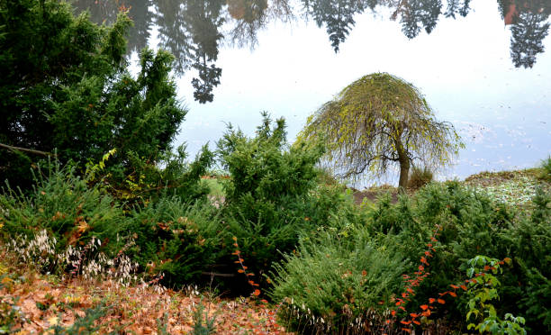 There is an overhanging umbrella-shaped tree on the shore of the lake. overhanging branches hang above the surface. the slope is full of green bushes. There is an overhanging umbrella-shaped tree on the shore of the lake. overhanging branches hang above the surface. the slope is full of green bushes. fraxinus excelsior, japonica, sophora, japonica ,pendula, taxus baccata yew lake stock pictures, royalty-free photos & images