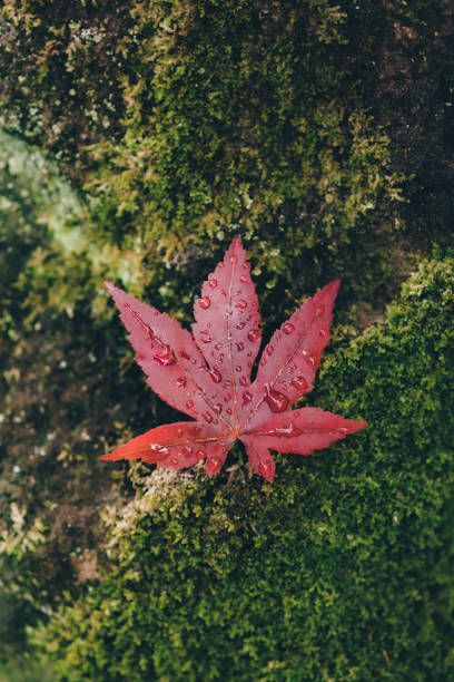 There is red maple in the place where moss grow on the rock stock photo