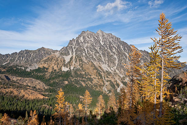Mount Stuart in the Fall There’s a very unusual conifer tucked away in the high alpine basins of the Cascade Range of the Pacific Northwest. Each October when fall comes to the high country, the needles of the Alpine Larch change from green to glowing gold before they drop from the tree. This photograph, with Mount Stuart in the background, was taken from Ingall's Pass in the Alpine Lakes Wilderness of Washington State, USA. jeff goulden alpine lakes wilderness stock pictures, royalty-free photos & images