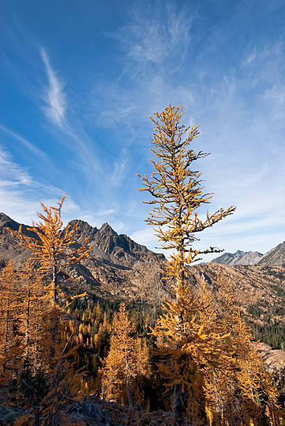 Larch Tree With Fall Colors There’s a very unusual conifer tucked away in the high alpine basins of the Cascade Range of the Pacific Northwest. Each October when fall comes to the high country, the needles of the Alpine Larch change from green to glowing gold before they drop from the tree. This photograph, with Ingall's Peak in the background, was taken from Ingall's Pass in the Alpine Lakes Wilderness of Washington State, USA. jeff goulden alpine lakes wilderness stock pictures, royalty-free photos & images