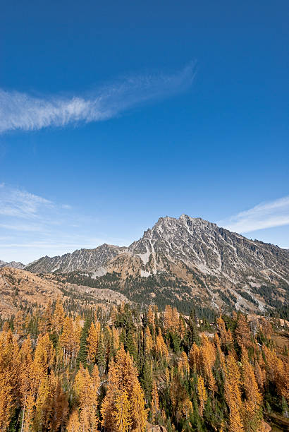 Mount Stuart and Headlight Basin in the Fall There’s a very unusual conifer tucked away in the high alpine basins of the Cascade Range of the Pacific Northwest. Each October when fall comes to the high country, the needles of the Alpine Larch change from green to glowing gold before they drop from the tree. This photograph, with Mount Stuart in the background, was taken from Ingall's Pass in the Alpine Lakes Wilderness of Washington State, USA. jeff goulden alpine lakes wilderness stock pictures, royalty-free photos & images