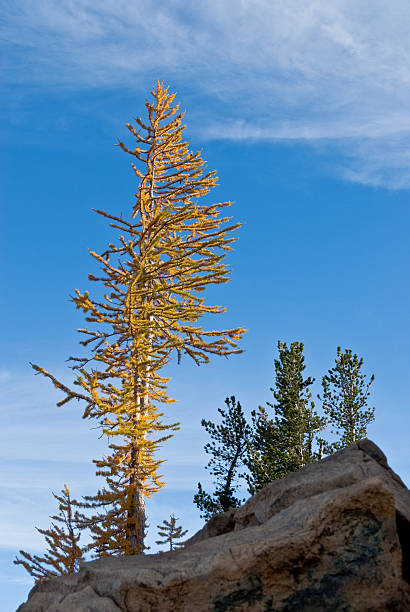 Larch Tree With Fall Colors There’s a very unusual conifer tucked away in the high alpine basins of the Cascade Range of the Pacific Northwest. Each October when fall comes to the high country, the needles of the Alpine Larch change from green to glowing gold before they drop from the tree. This photograph of a larch tree was taken from Ingall's Pass in the Alpine Lakes Wilderness of Washington State, USA. jeff goulden alpine lakes wilderness stock pictures, royalty-free photos & images