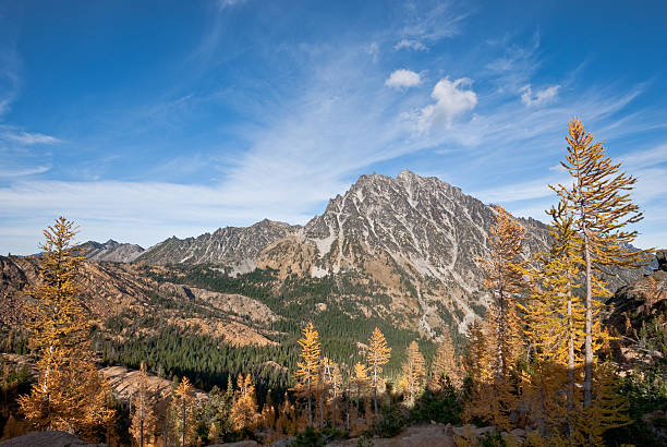 Mount Stuart in the Fall There’s a very unusual conifer tucked away in the high alpine basins of the Cascade Range of the Pacific Northwest. Each October when fall comes to the high country, the needles of the Alpine Larch change from green to glowing gold before they drop from the tree. This photograph, with Mount Stuart in the background, was taken from Ingall's Pass in the Alpine Lakes Wilderness of Washington State, USA. jeff goulden alpine lakes wilderness stock pictures, royalty-free photos & images