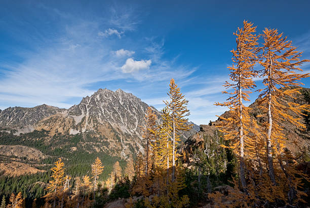 Mount Stuart in the Fall There’s a very unusual conifer tucked away in the high alpine basins of the Cascade Range of the Pacific Northwest. Each October when fall comes to the high country, the needles of the Alpine Larch change from green to glowing gold before they drop from the tree. This photograph, with Mount Stuart in the background, was taken from Ingall's Pass in the Alpine Lakes Wilderness of Washington State, USA. jeff goulden fall colors stock pictures, royalty-free photos & images