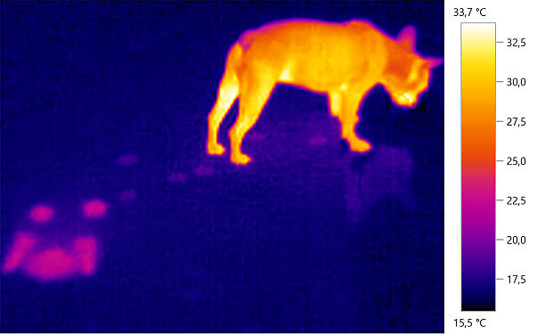 Thermal image photo, french bulldog, dog, Thermal image photo, french bulldog, dog, color scale infrared stock pictures, royalty-free photos & images