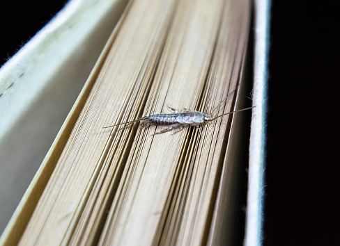 Thermobia イエバエ。害虫の本や新聞。紙 - 紙魚の餌もシミ昆虫 - ストックフォト・写真素材...