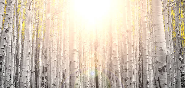 Thick fall forest of golden aspen trees with the light of sunset shining stock photo