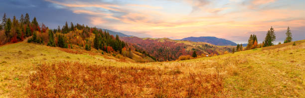 Photo of Thick fog covered the valley, forest. Majestic autumn landscape. Birch with orange leaves and golden grass. Location place Carpathian national park, Ukraine, Europe.