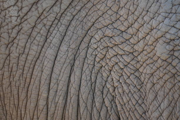 Thick leathery elephant skin in close-up. Natural background and texture. stock photo