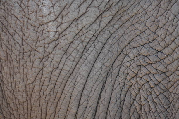Thick leathery elephant skin in close-up. Natural background and texture. stock photo