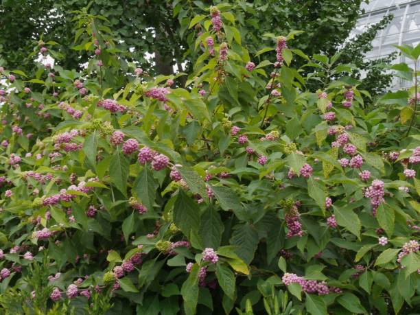Thick patch of American beautyberry plants, with pink berries sticking out stock photo