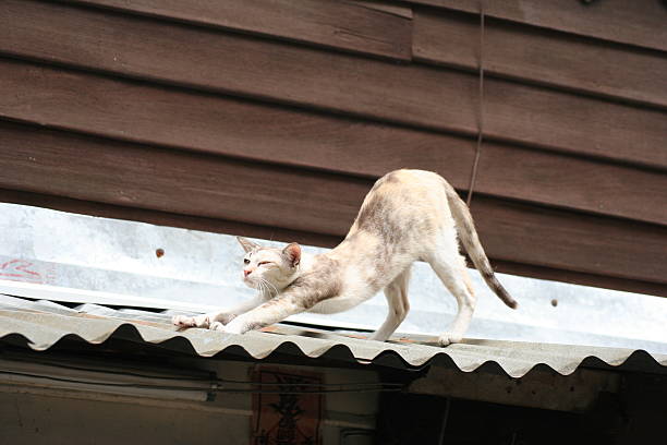 Thin stray cat stretching on tin roof  underweight cat stock pictures, royalty-free photos & images