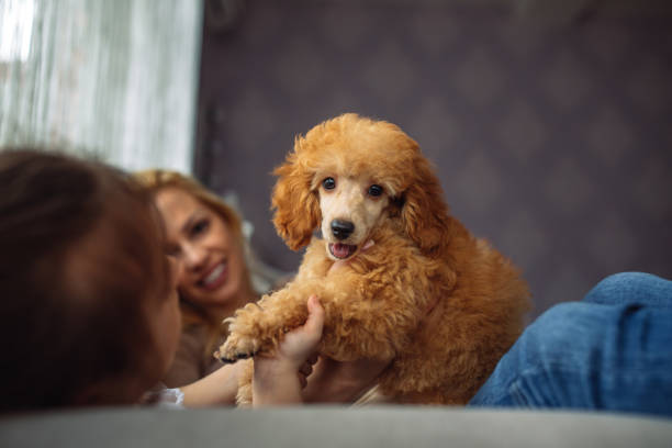I think I'm gonna be really happy here Shot of a mother and daughter lying on a sofa with a cute puppy beautiful young brunette girl playing with her dog stock pictures, royalty-free photos & images