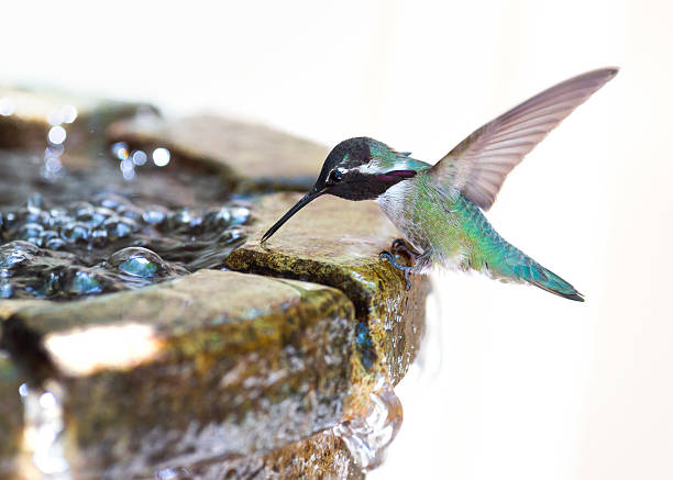 Thirsty Hummingbird stock photo