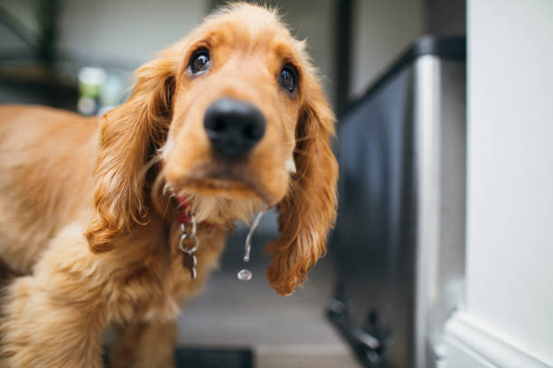 Why Does My Cocker Spaniel Drink So Much Water? 