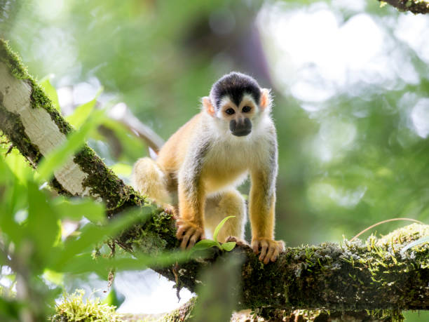 This adorable Central American Squirrel Monkey is sitting on a branch around by leaves stock photo