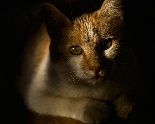 Portrait of a Cat This cute kitten was posing reflectively in Yakima, Washington State, USA. jeff goulden domestic animal stock pictures, royalty-free photos & images