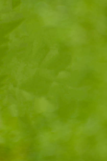 Green Out of Focus Background This green out of focus background was photographed in Edgewood, Washington State, USA. jeff goulden nature backgrounds stock pictures, royalty-free photos & images