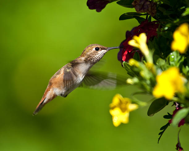 Hummingbird Sipping Nectar from a Flower This hummingbird is sipping nectar from a flower while hovering. The picture was taken in Edgewood, Washington State, USA. jeff goulden hummingbird stock pictures, royalty-free photos & images