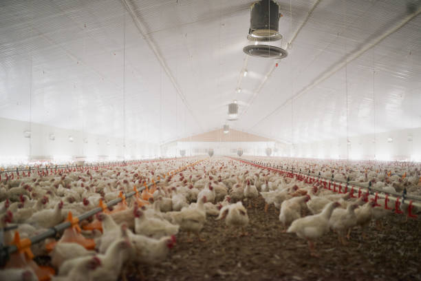 This is what a chicken party looks like Shot of a large flock of chicken hens all together in a big warehouse on a farm chicken bird stock pictures, royalty-free photos & images