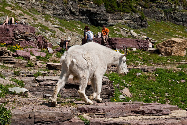 Mountain Goat Walking by Hikers Glacier National Park, Montana, USA - August 13, 2013: This mountain goat on the Hidden Lake Trail is walking by a group of hikers who seem oblivious to its presence. jeff goulden mountain goat stock pictures, royalty-free photos & images