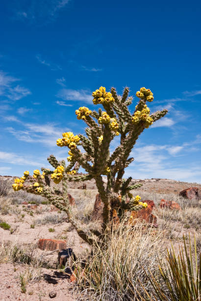 Cactus in Bloom at Rainbow Forest This staghorn cholla cactus is blooming at the Rainbow Forest in Petrified Forest National Park, Arizona, USA. jeff goulden badlands stock pictures, royalty-free photos & images