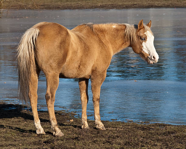 Horse Standing by a Frozen Pond This tan colored horse was photographed while standing by a frozen pond in Edgewood, Washington State, USA. jeff goulden domestic animal stock pictures, royalty-free photos & images