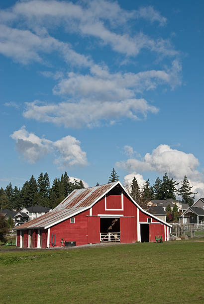 Old Red Barn and Puffy Clouds This well preserved barn is said to be over 100 years old. Here it is shown on a pleasant day with puffy clouds and blue sky. The historic barn sits on a small farm in Edgewood, Washington State, USA. jeff goulden barn stock pictures, royalty-free photos & images