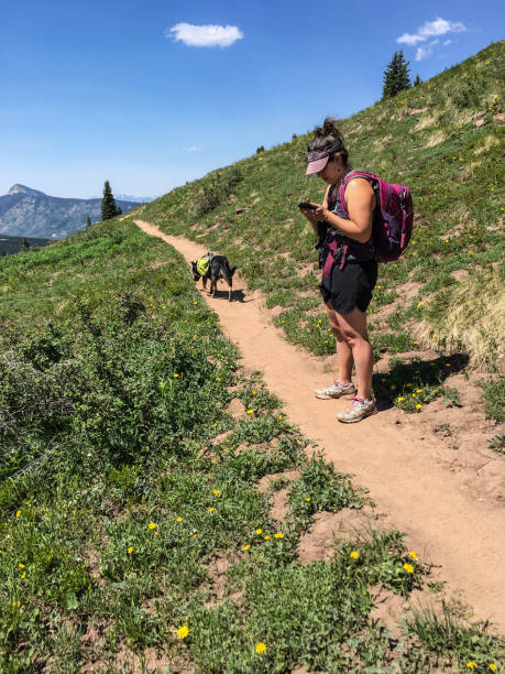 Young Woman Hiker Checking Her Smart Phone This young woman is checking her smart phone while hiking the Colorado Trail with her dog in the San Juan National Forest, Colorado, USA. jeff goulden domestic animal stock pictures, royalty-free photos & images