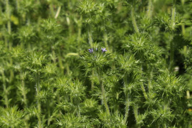 Thorny "California Stinkweed" plant - Navarretia Squarrosa stock photo